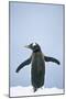 Gentoo Penguin Wings Spread-null-Mounted Premium Photographic Print