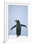 Gentoo Penguin Wings Spread-null-Framed Photographic Print