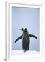 Gentoo Penguin Wings Spread-null-Framed Photographic Print