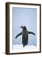 Gentoo Penguin Wings Spread-null-Framed Photographic Print