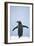 Gentoo Penguin Wings Spread-null-Framed Photographic Print