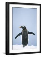 Gentoo Penguin Wings Spread-null-Framed Photographic Print