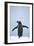 Gentoo Penguin Wings Spread-null-Framed Photographic Print