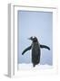 Gentoo Penguin Wings Spread-null-Framed Photographic Print