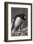 Gentoo Penguin with Chick-DLILLC-Framed Photographic Print