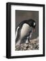 Gentoo Penguin with Chick-DLILLC-Framed Photographic Print