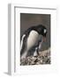 Gentoo Penguin with Chick-DLILLC-Framed Photographic Print