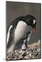 Gentoo Penguin with Chick-DLILLC-Mounted Photographic Print