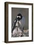 Gentoo Penguin with Chicks-DLILLC-Framed Photographic Print
