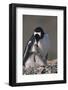 Gentoo Penguin with Chicks-DLILLC-Framed Photographic Print