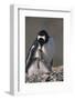 Gentoo Penguin with Chicks-DLILLC-Framed Photographic Print