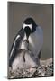 Gentoo Penguin with Chicks-DLILLC-Mounted Photographic Print