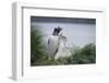 Gentoo Penguin with Chicks-DLILLC-Framed Photographic Print