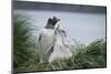 Gentoo Penguin with Chicks-DLILLC-Mounted Photographic Print