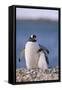 Gentoo Penguin with Young-DLILLC-Framed Stretched Canvas