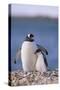 Gentoo Penguin with Young-DLILLC-Stretched Canvas