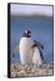 Gentoo Penguin with Young-DLILLC-Framed Stretched Canvas