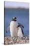 Gentoo Penguin with Young-DLILLC-Stretched Canvas