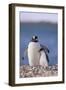 Gentoo Penguin with Young-DLILLC-Framed Photographic Print