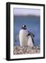 Gentoo Penguin with Young-DLILLC-Framed Photographic Print