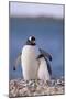 Gentoo Penguin with Young-DLILLC-Mounted Photographic Print