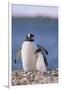 Gentoo Penguin with Young-DLILLC-Framed Photographic Print