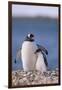 Gentoo Penguin with Young-DLILLC-Framed Photographic Print