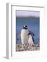 Gentoo Penguin with Young-DLILLC-Framed Photographic Print