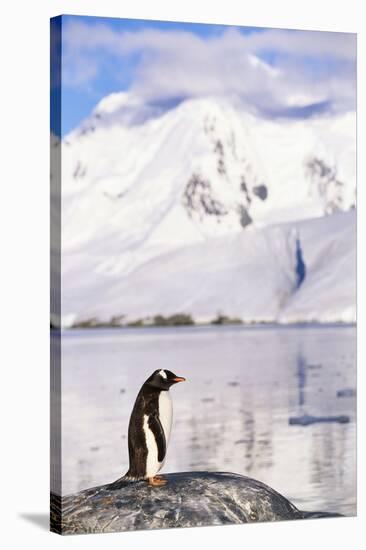 Gentoo Penguin-Paul Souders-Stretched Canvas