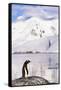 Gentoo Penguin-Paul Souders-Framed Stretched Canvas