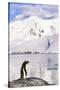 Gentoo Penguin-Paul Souders-Stretched Canvas