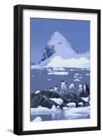Gentoo Penguin-DLILLC-Framed Premium Photographic Print