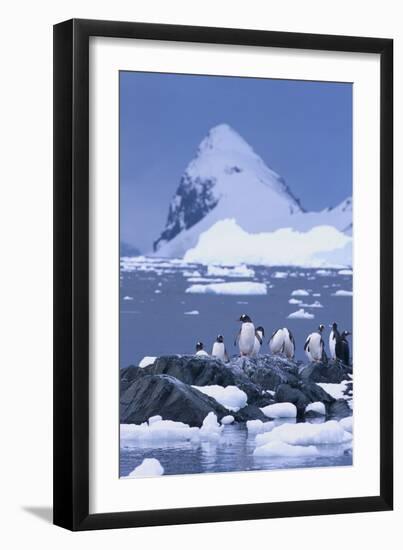 Gentoo Penguin-DLILLC-Framed Premium Photographic Print
