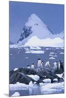 Gentoo Penguin-DLILLC-Mounted Premium Photographic Print