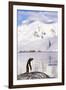 Gentoo Penguin-Paul Souders-Framed Photographic Print