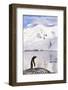 Gentoo Penguin-Paul Souders-Framed Photographic Print