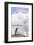 Gentoo Penguin-Paul Souders-Framed Photographic Print