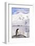 Gentoo Penguin-Paul Souders-Framed Photographic Print