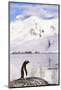 Gentoo Penguin-Paul Souders-Mounted Photographic Print