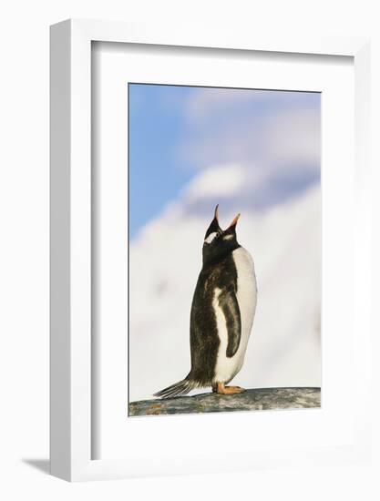 Gentoo Penguin-null-Framed Photographic Print