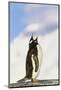 Gentoo Penguin-null-Mounted Photographic Print