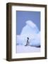 Gentoo Penguin-DLILLC-Framed Photographic Print