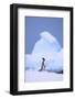 Gentoo Penguin-DLILLC-Framed Photographic Print