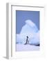 Gentoo Penguin-DLILLC-Framed Photographic Print