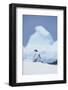 Gentoo Penguin-DLILLC-Framed Photographic Print