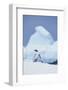 Gentoo Penguin-DLILLC-Framed Photographic Print