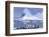 Gentoo Penguin-DLILLC-Framed Photographic Print