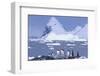 Gentoo Penguin-DLILLC-Framed Photographic Print