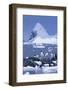 Gentoo Penguin-DLILLC-Framed Photographic Print