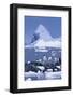 Gentoo Penguin-DLILLC-Framed Photographic Print